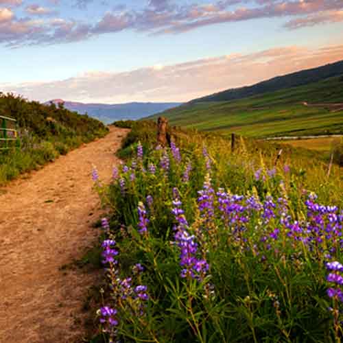 The Path of Emotion®